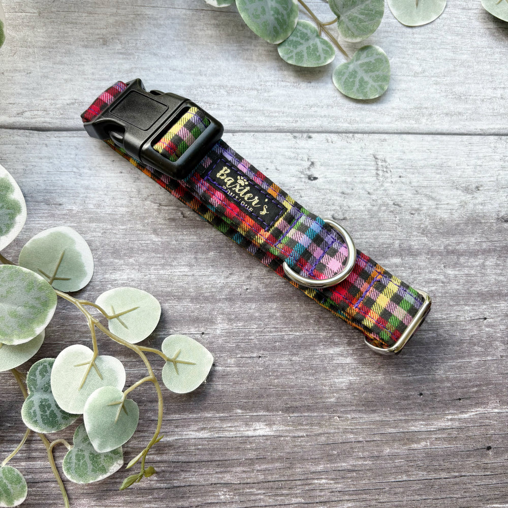 Dog Collar | Fiesta