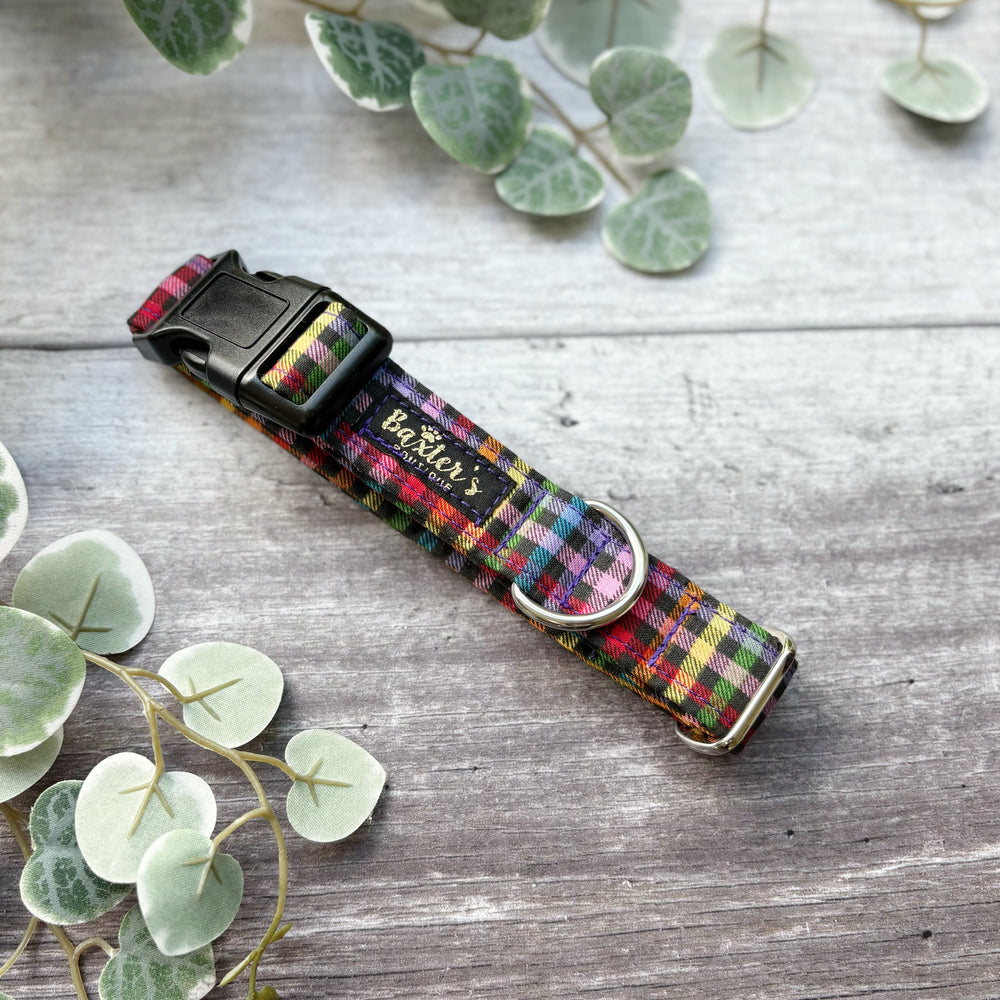 Dog Collar | Fiesta