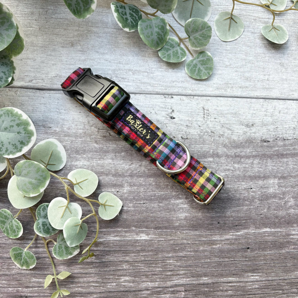 Dog Collar | Fiesta