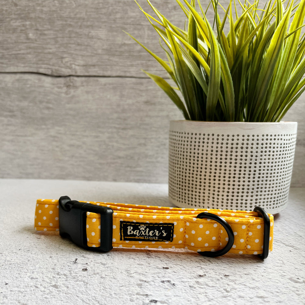 yellow polka dot dog collar