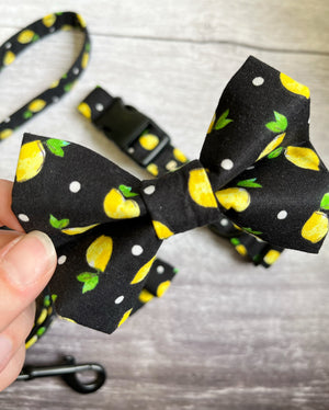 limoncello dog bow tie